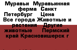 Муравьи, Муравьинная ферма. Санкт-Петербург. › Цена ­ 550 - Все города Животные и растения » Другие животные   . Пермский край,Красновишерск г.